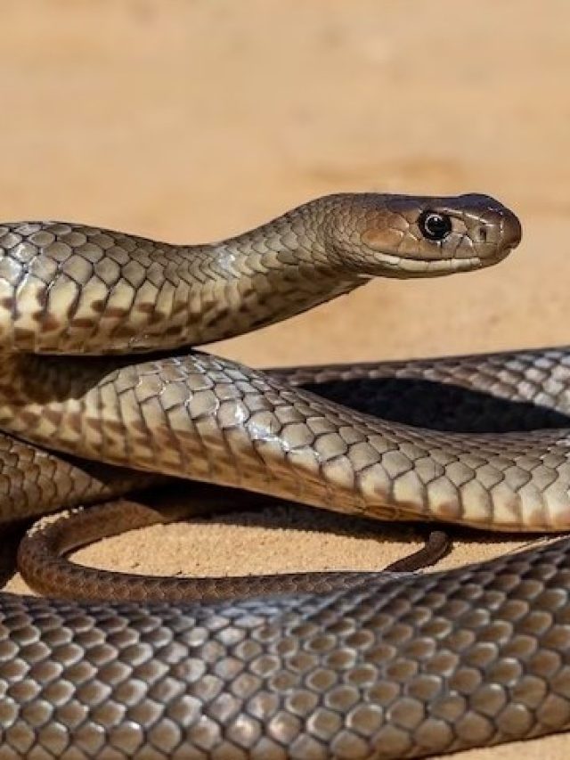 কার্বলিক অ্যাসিড কিনবেন না, রান্নাঘরের আমিষ গন্ধেই ল্যাজ গুটিয়ে পালাবে সাপ