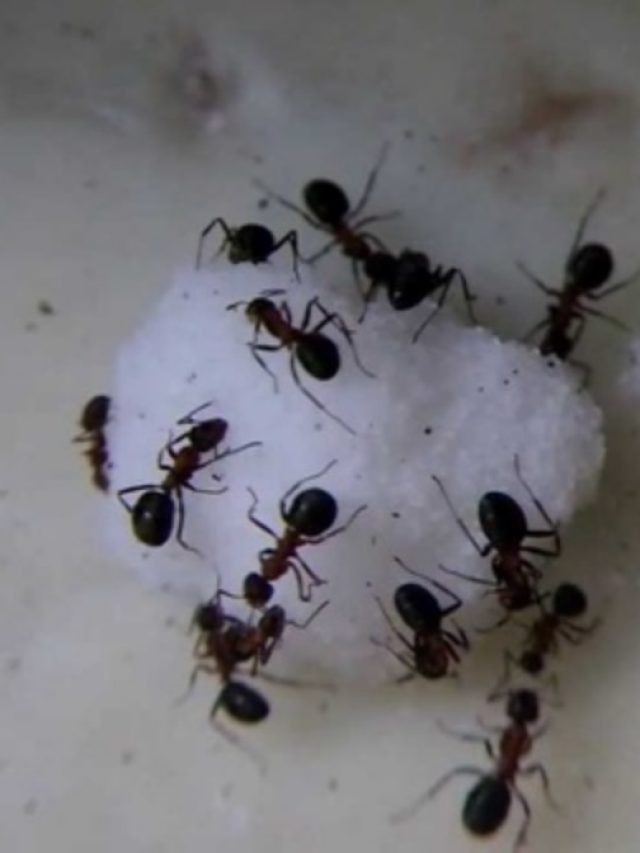 চিনিতে ধরবে না কালো পিঁপড়ে, রইল মা-ঠাকুমার টিপস