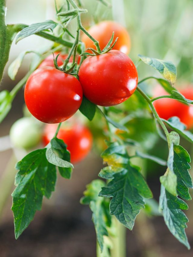 হাতে ছ্যাঁকা লাগছে টমেটো কিনতে গিয়ে, ছাদ-বারান্দাতেই ফলবে টুকটুকে লাল সবজি