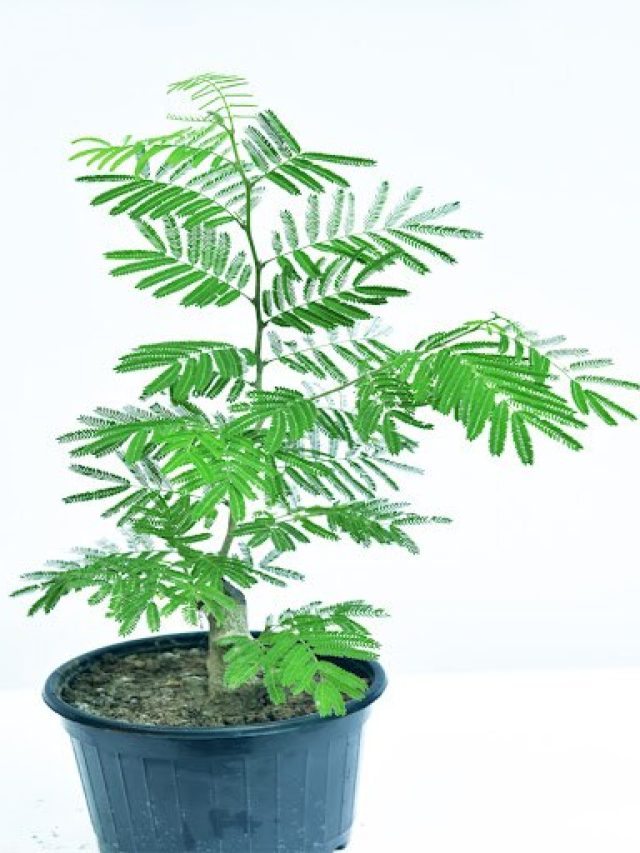 মানি প্ল্যান্টের বাপ এই গাছ, ঘরে রাখলে চুম্বকের মতো টাকা আসে