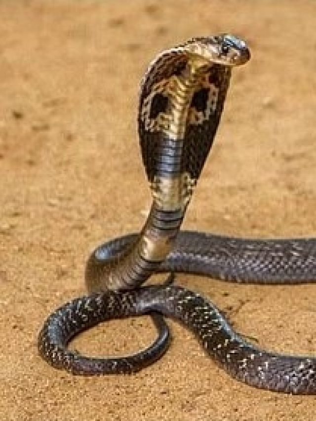 বাস্তুশাপ কি কামড়ায়? বাড়িতে ঢুকে আসলে কী করবেন জানুন