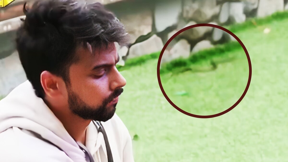 ब‍िग बॉस: खतरे में कंटेस्टेंट की जान, घर में घूम रहा जहरीला सांप! मेकर्स बेखबर