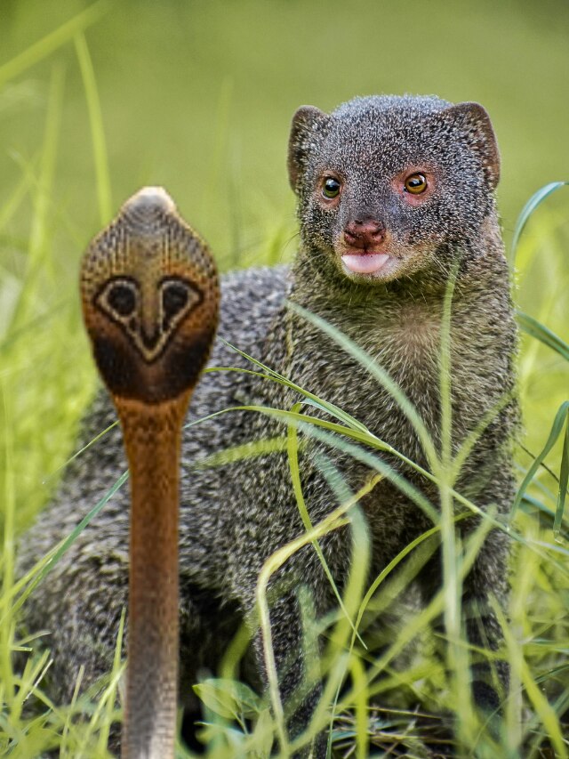 সাপের বিষে বেজির কিছু হয় না কেন? অনেকেই জানেন না