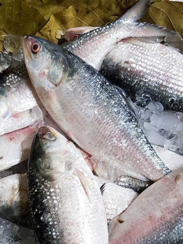 ইলিশের এই অংশ মুখে দেবেন না, খাওয়ার আগে জেনে নিন