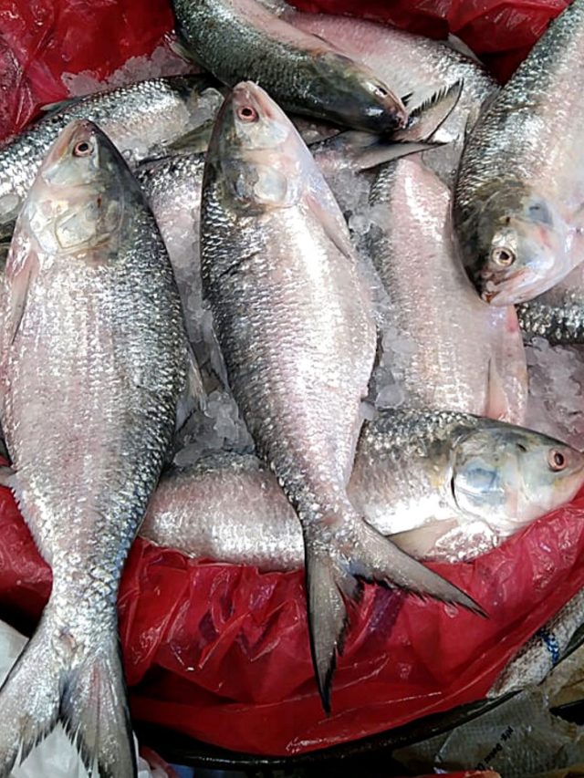 স্বাদে হবে অতুলনীয়, ইলিশ রান্নার আগে মনে রাখুন এই ৬ টিপস