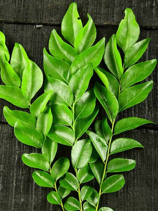 শুকিয়ে যাওয়া কারিপাতা গাছে ঢালুন এটি, গাছ ভরবে সবুজ পাতায়