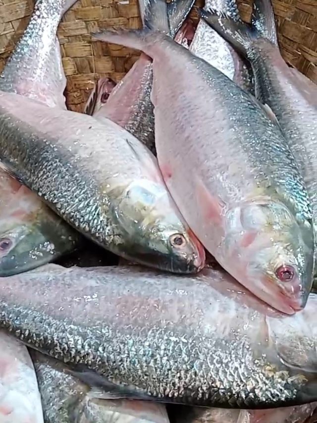 ইলিশ ডিমওয়ালা হবেই, এভাবে চিনতে হয়