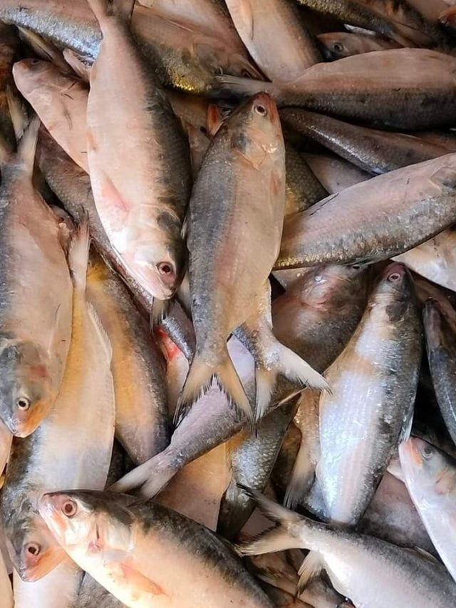 ঠিক কত সাইজের ইলিশের স্বাদ সবচেয়ে ভাল হয়?