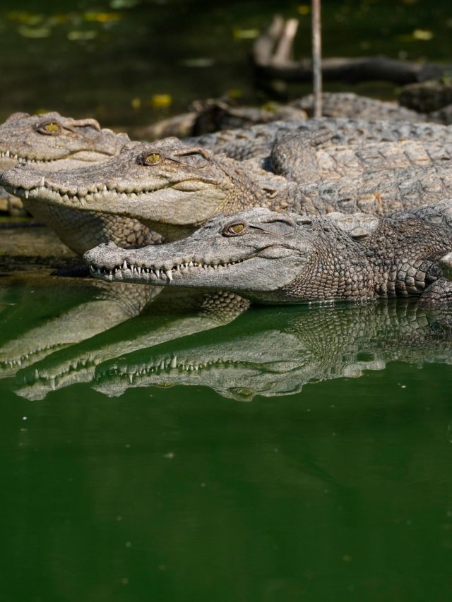 Ancient Egyptians offered Wine to crocodiles as part of their worship rituals: Study