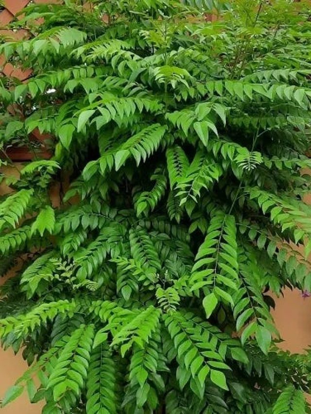 সুগার-বিপি-ওবেসিটি, সব পালাবে এই গাছের পাতা চিবোলেই