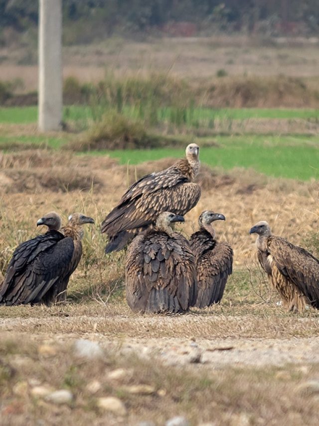 Nearly 1,00,000 humans are dying every year due to decline in Indian vultures: Study