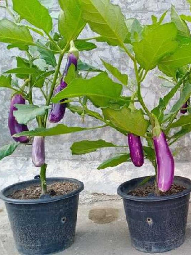 বাড়ির গাছ ভর্তি হয়ে আসবে বেগুন, শুধু মাটিতে মেশান এই হরমোন