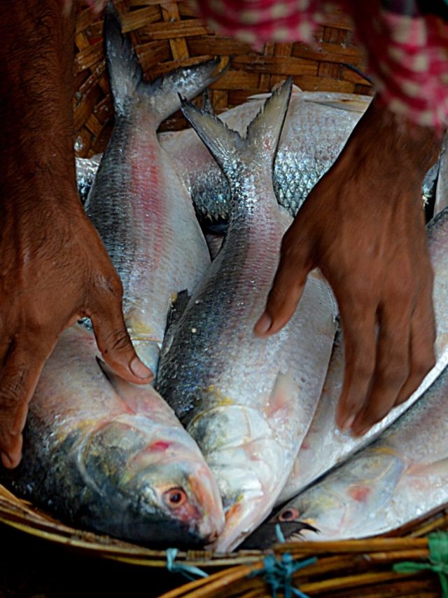 চড়া দামে কিনেও টেস্ট পাচ্ছেন না! ঠিক কখন স্বাদ বাড়ে ইলিশের? জানুন