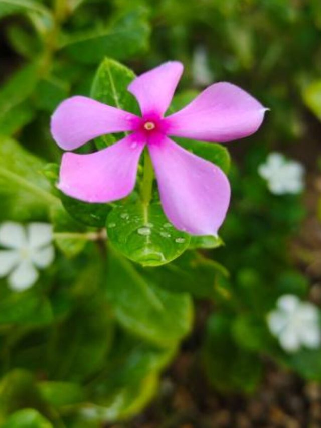 সুগার-বিপি কমাতে নয়নতারা একাই একশো, কীভাবে খাবেন জেনে নিন