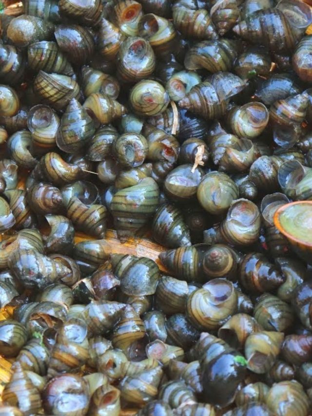 গেঁড়ি গুগলি খেলে এসব উপকার পাওয়া যায়, আপনি জানেন?