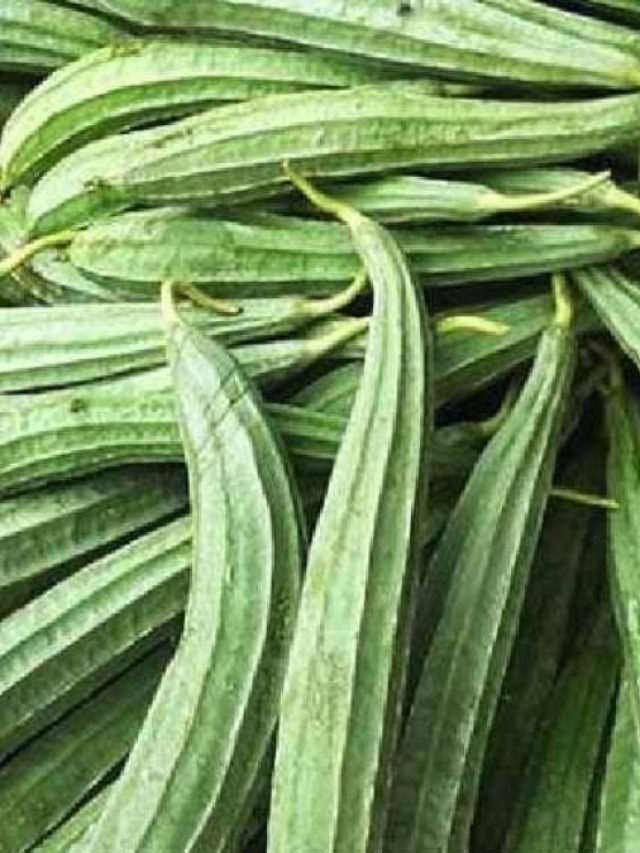 ঝিঙেকে ইংরেজিকে কী বলে? বেশিরভাগ লোকই জানেন না