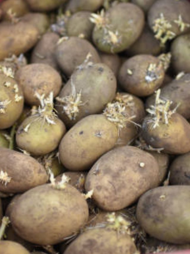 অঙ্কুরিত আলু খেলে শরীরে কী হয়? জানাটা জরুরি