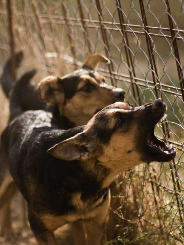 রাস্তার কুকুর আক্রমণাত্মকভাবে তেড়ে এলে কীভাবে বাঁচবেন? টেকনিক শিখে নিন