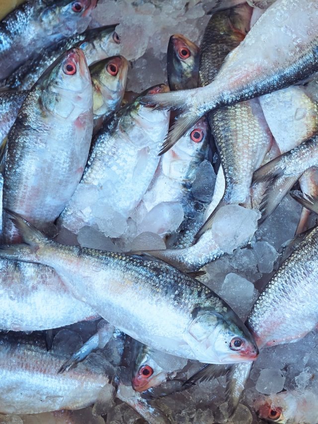 তাজা vs বরফ পাওয়া ইলিশ: কোনটার 'বিশ্বসেরা' স্বাদ? অনেকেই জানেন না