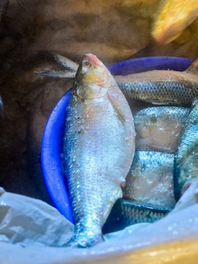 মায়ানমারের ইলিশও পাওয়া যায় বাজারে, কীকরে চিনবেন? স্বাদ কেমন?