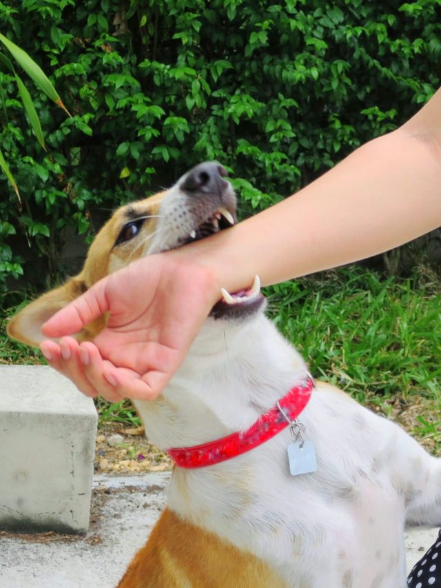 আচমকা রাস্তার কুকুর কামড়ালে, তৎক্ষণাৎ কী করবেন? জেনে রাখা জরুরি