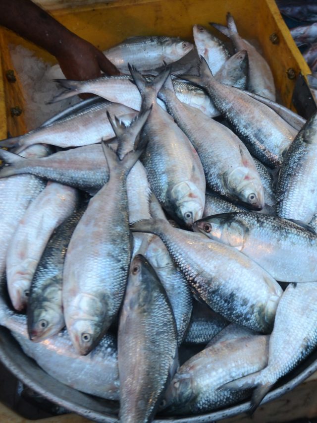 বাজারে কততে বিক্রি হচ্ছে ইলিশ? জেনে রাখুন কোন ওজনের দাম কত