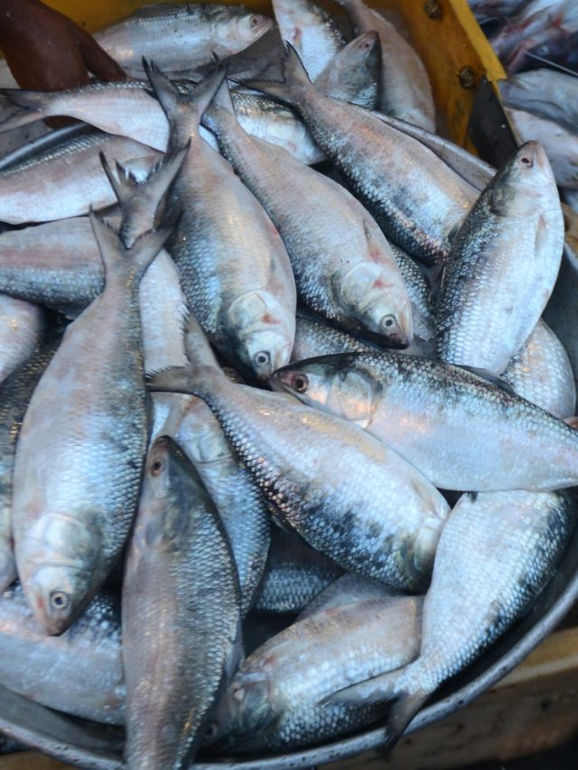 সার্ডিন বা চন্দনা নয়তো? ঠকতে না চাইলে ইলিশ চিনতে ৪ ট্রিকস ফলো করুন