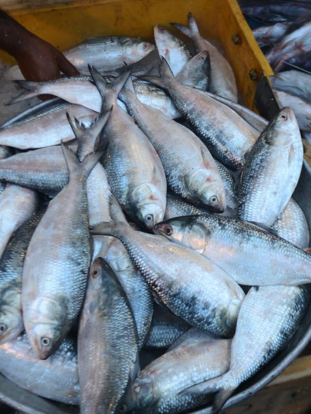 অগাস্টে স্বাদ কমতে থাকে ইলিশের, কারণ?কেনার আগে জেনে নিন