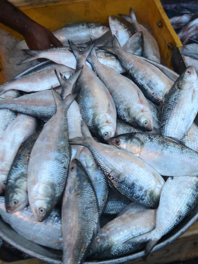 ইলিশ ঠিক কখন খাওয়া ভালো? গাইড করলেন বিখ্যাত পুষ্টিবিদ