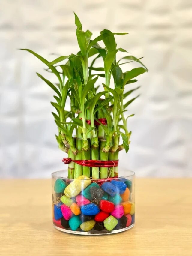 বাড়ির ঠিক এদিকে লাকি ব্যাম্বু রাখলেই টাকার বৃষ্টি হয়, অনেকেই জানেন না