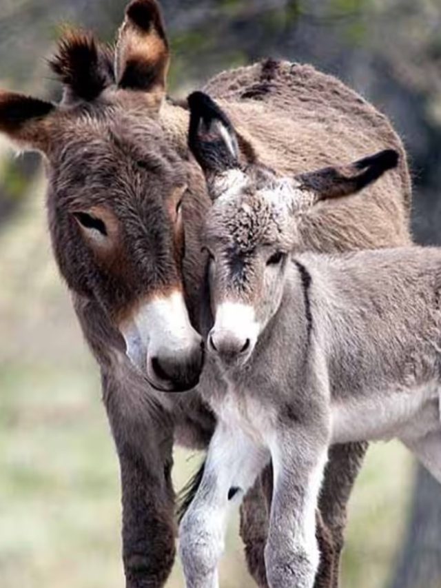 গার্লফ্রেন্ডকে ইম্প্রেস করতে রপ্ত করুন গাধার এই ৩ গুণ, চাণক্য নীতি