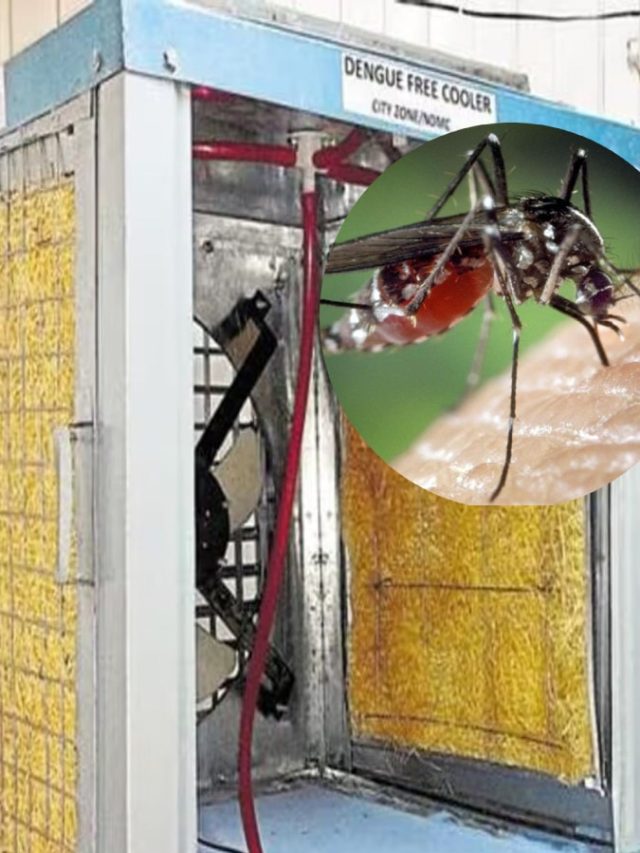 ডেঙ্গুর মশা কুলারে বংশবিস্তার করে, বর্ষাকালে এভাবে পরিষ্কার করুন