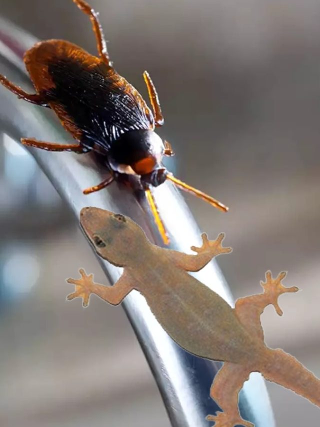 বাড়িতে আরশোলা-টিকটিকির উপদ্রব? এই উপায়ে করুন শায়েস্তা