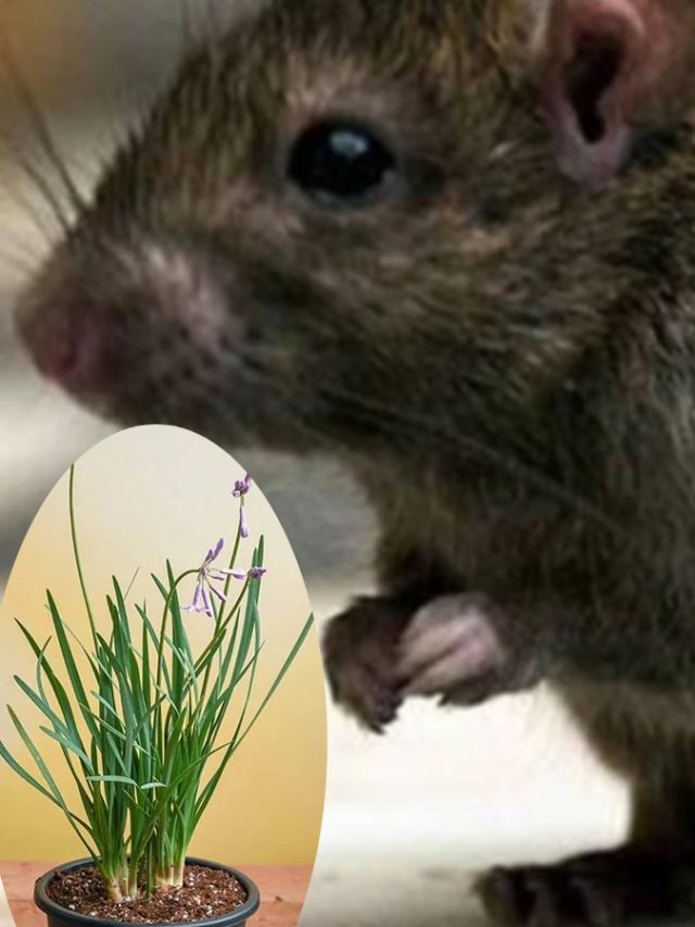 বাড়িতে লাগান এই ৫ গাছ, ইঁদুর পালাবে বাপ বাপ বলে