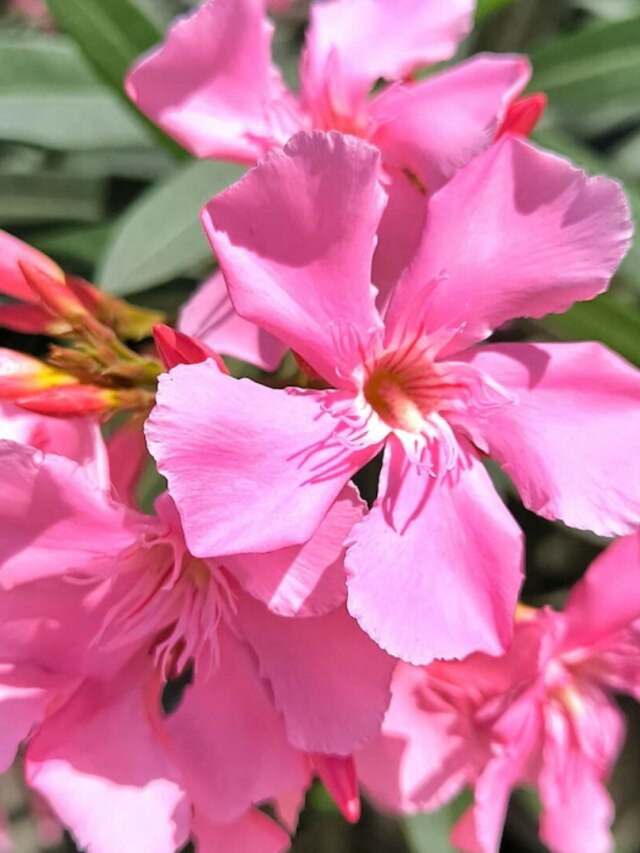 বর্ষায় এই ৮ ফুলের গাছ লাগান, গন্ধ আর ফুলে ভরে উঠবে আপনার ঘর