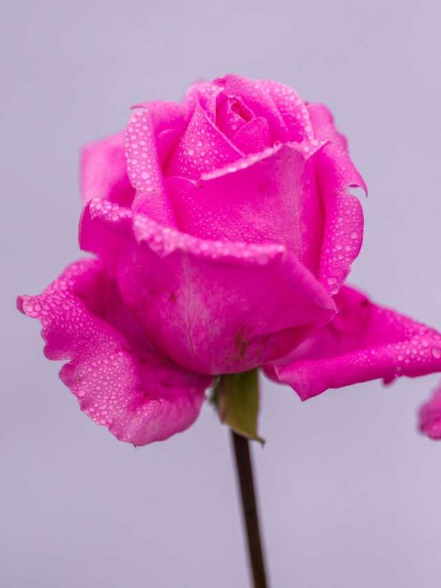 বাগান ভরবে রঙিন গোলাপে, বাড়িতে নিজেই চাষ করুন এভাবে