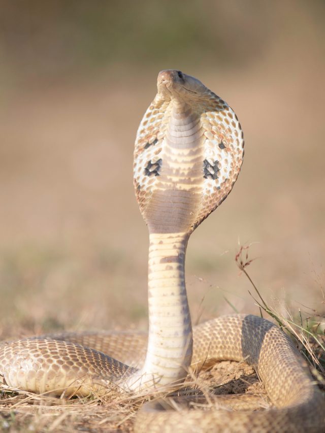 সাপের 'যম' এই গাছ, গন্ধে তেড়ে পালায়? জানুন আসল সত্যটা কী