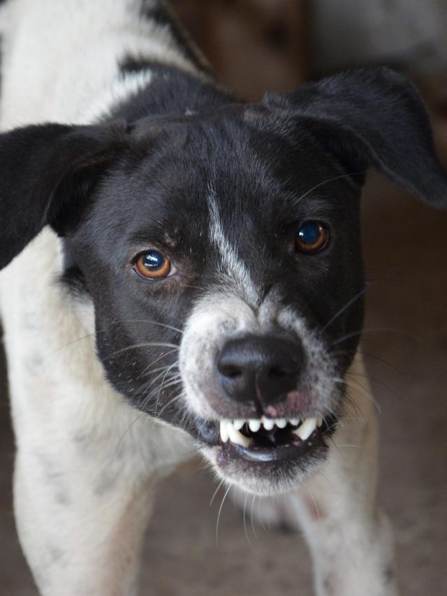 ফাঁকা রাস্তায় কুকুর ঘিরে ধরলে কীভাবে বাঁচবেন? রইল টিপস