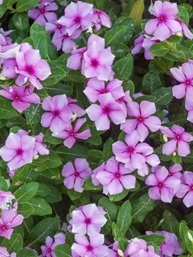 মানসিক ভারসাম্য ফেরাতে ধন্বন্তরী, এই ফুলে পুজোও হয়, খাওয়াও যায়