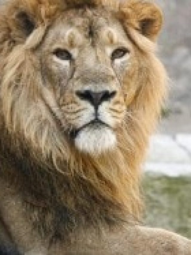 সিংহের এই গুণ রপ্ত  করলেই সুখ আসবে, বলেছেন চাণক্য