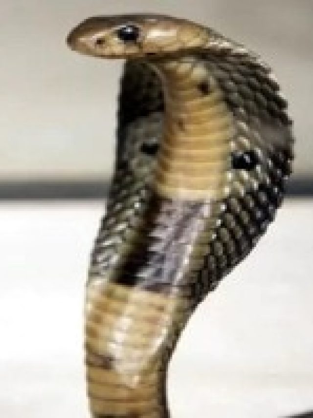 ঘরে সাপ ঢুকলে  এসব সুখ আসবে জীবনে, জানেন কি