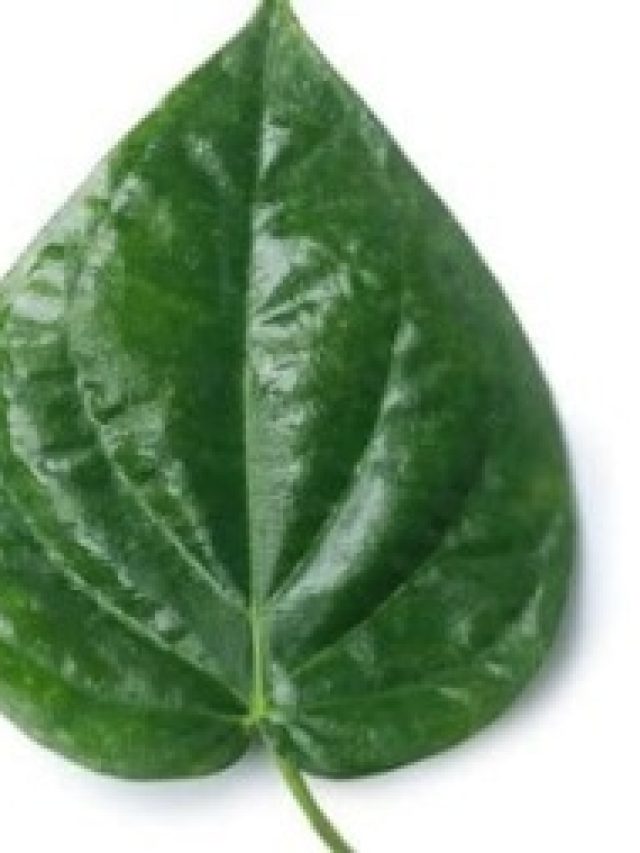 পকেটে রেখে দিন পান পাতা, শুরু হবে খেলা