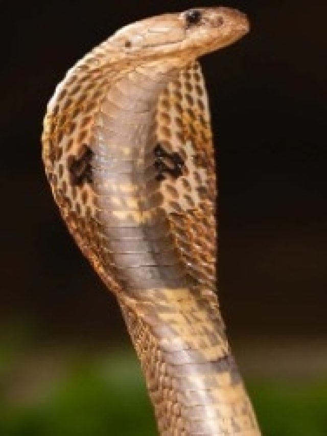 ঘরে সাপ ঢোকে? এই রঙের সাবান রেখে দিন, কাছে ঘেঁষবেই না