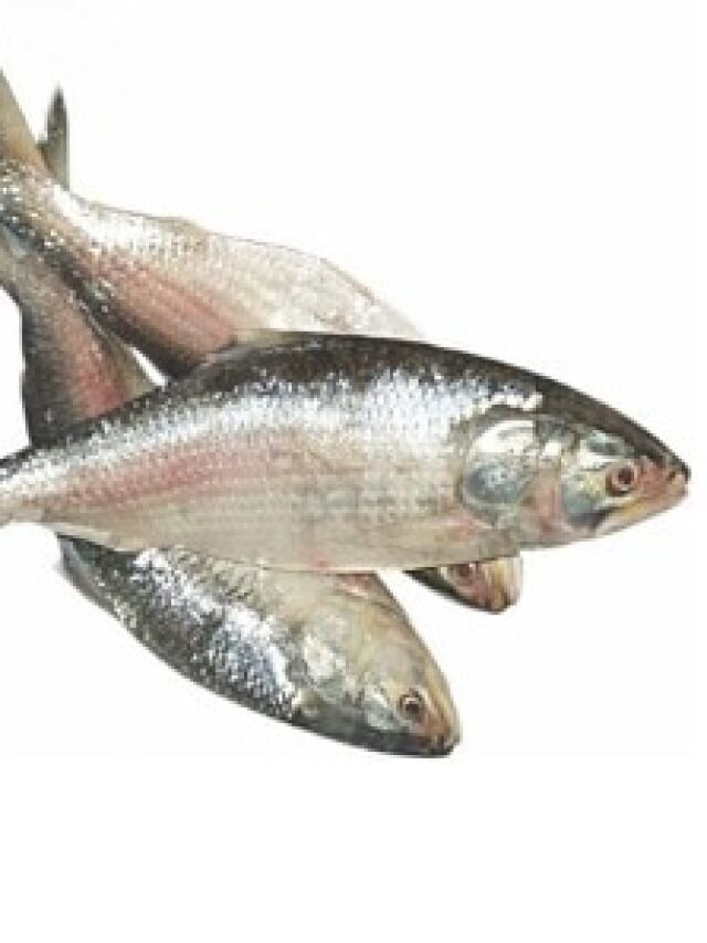 ইলিশের এই অংশটিই সবচেয়ে সুস্বাদু,  জানেন তো?