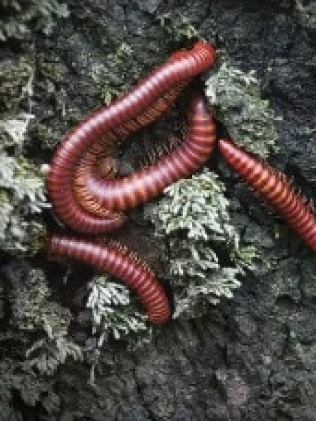 কেন্নো আর ঘরে ঢুকবে না, শুধু রেখে দিন এই তেল