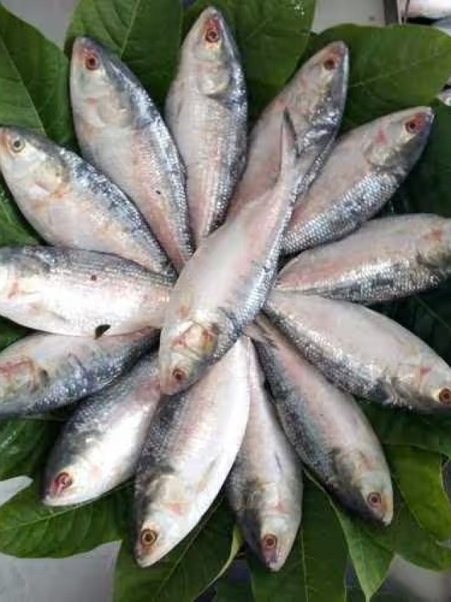 কত সাইজের ইলিশের স্বাদ সবচেয়ে সেরা? বহু লোকই জানেন না