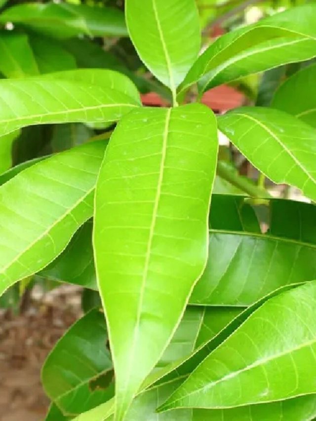 আমপাতা থেকে আসবে টাকা, জেনে নিন গোপন উপায়