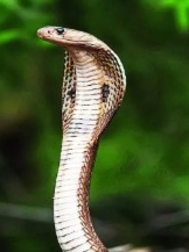 সাপে কামড়ালে কী করবেন-করবেন না?  ৫ ভুলে হতে পারে মৃত্যুও!