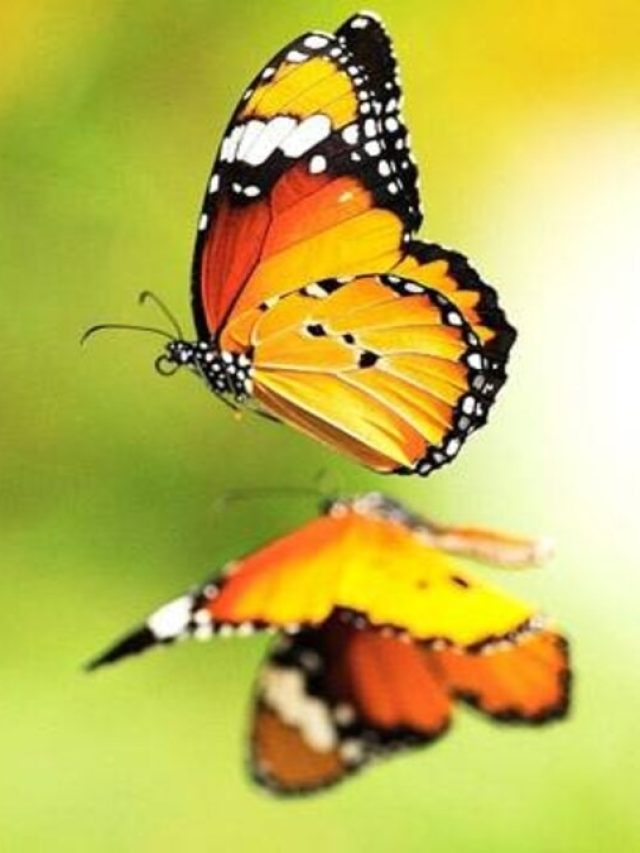 কষ্টের দিন শেষ, ভাল সময় আসতে দেরি নেই. বুঝুন ইশারা