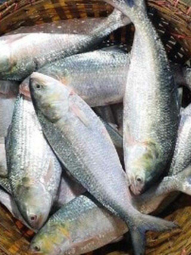 ইলিশ বহুদিন ফ্রিজে রাখলেও সুস্বাদু  থাকবে, শুধু করতে হবে এই কাজ